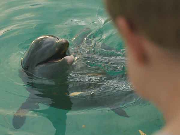 Dolphin Kick Still #3